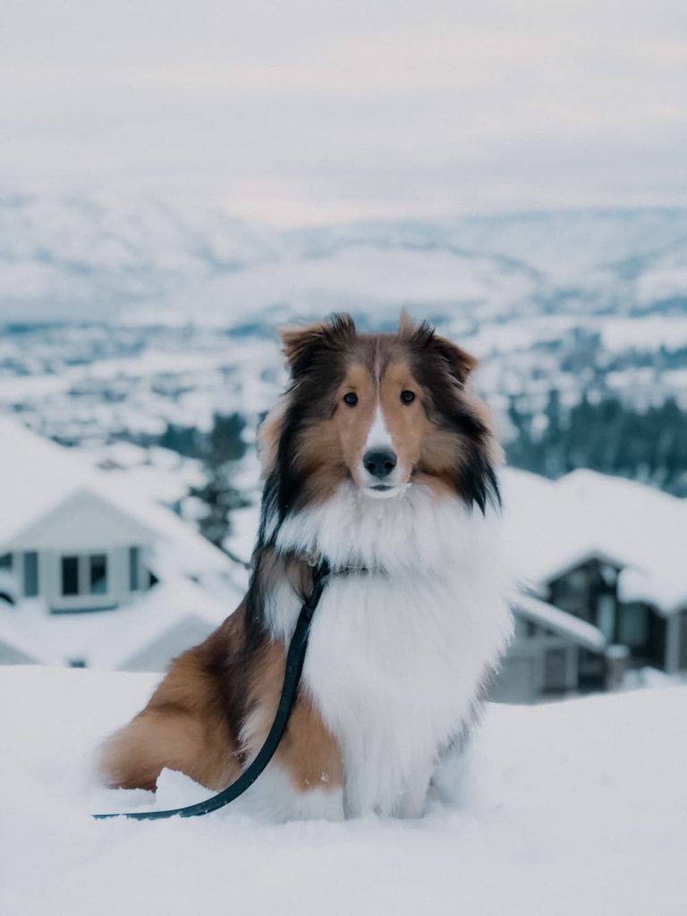 shetland sheepdog in snow