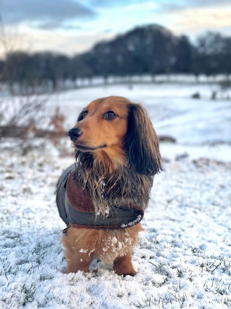 dachshund in the snow