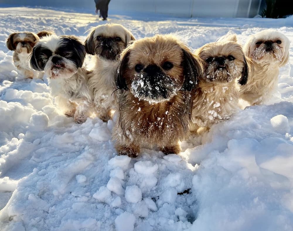 Shih Tzus contemplate outside