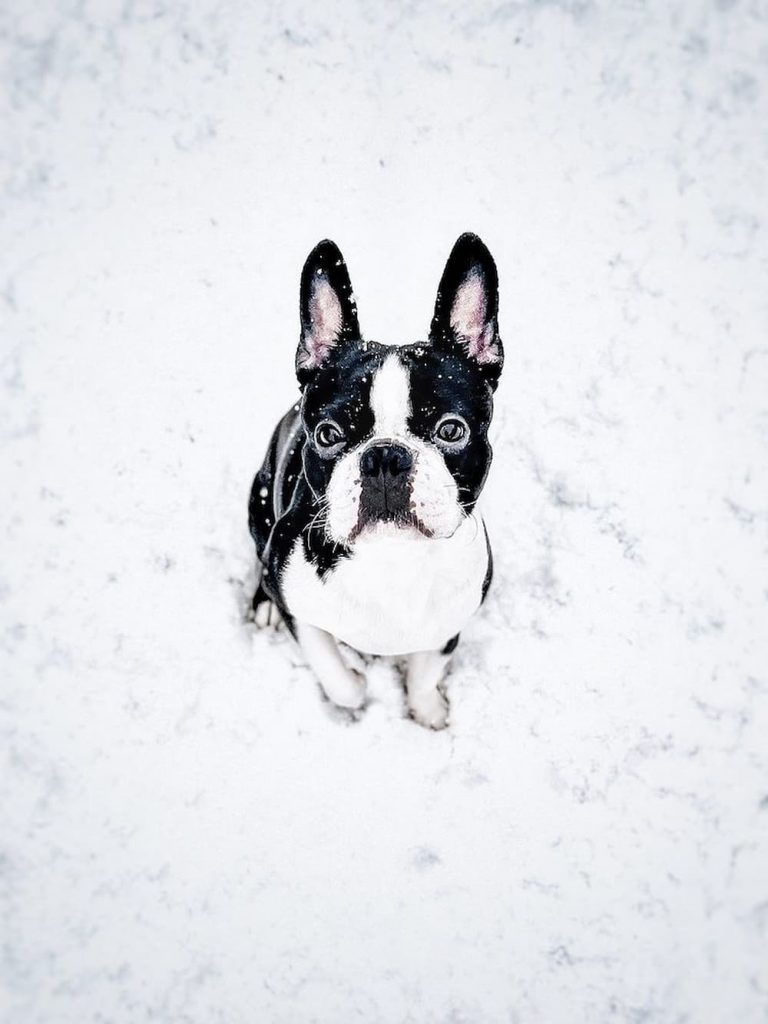 Boston Terrier ready for winter