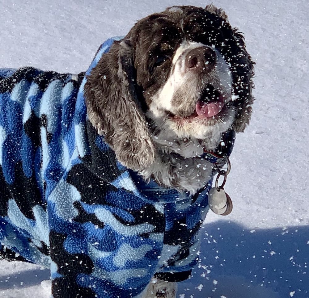Cocker Spaniel catches snowflakes on tongue
