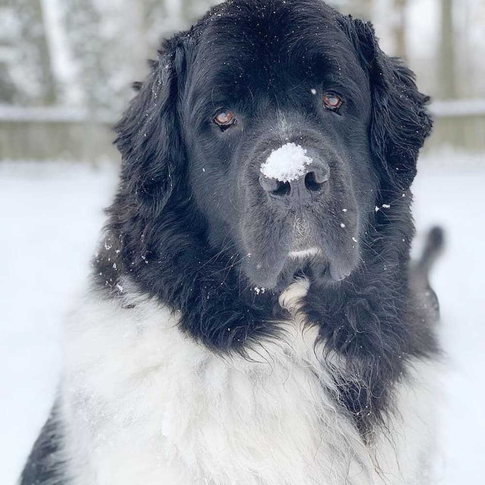 Newfoundland has snowflake on his nose