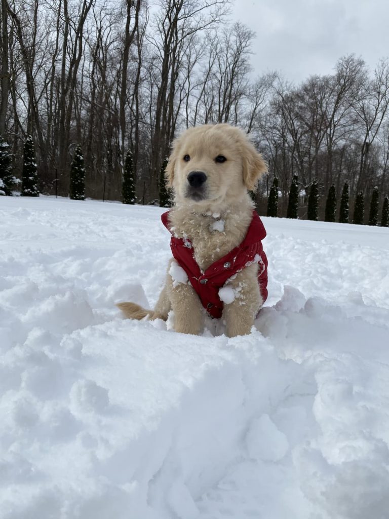 Golden puppy in the snow