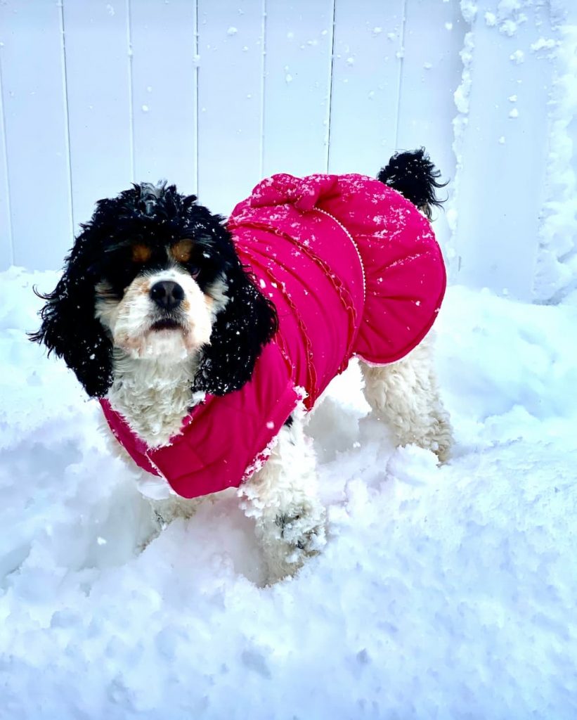 Cute dog in pink coat outside