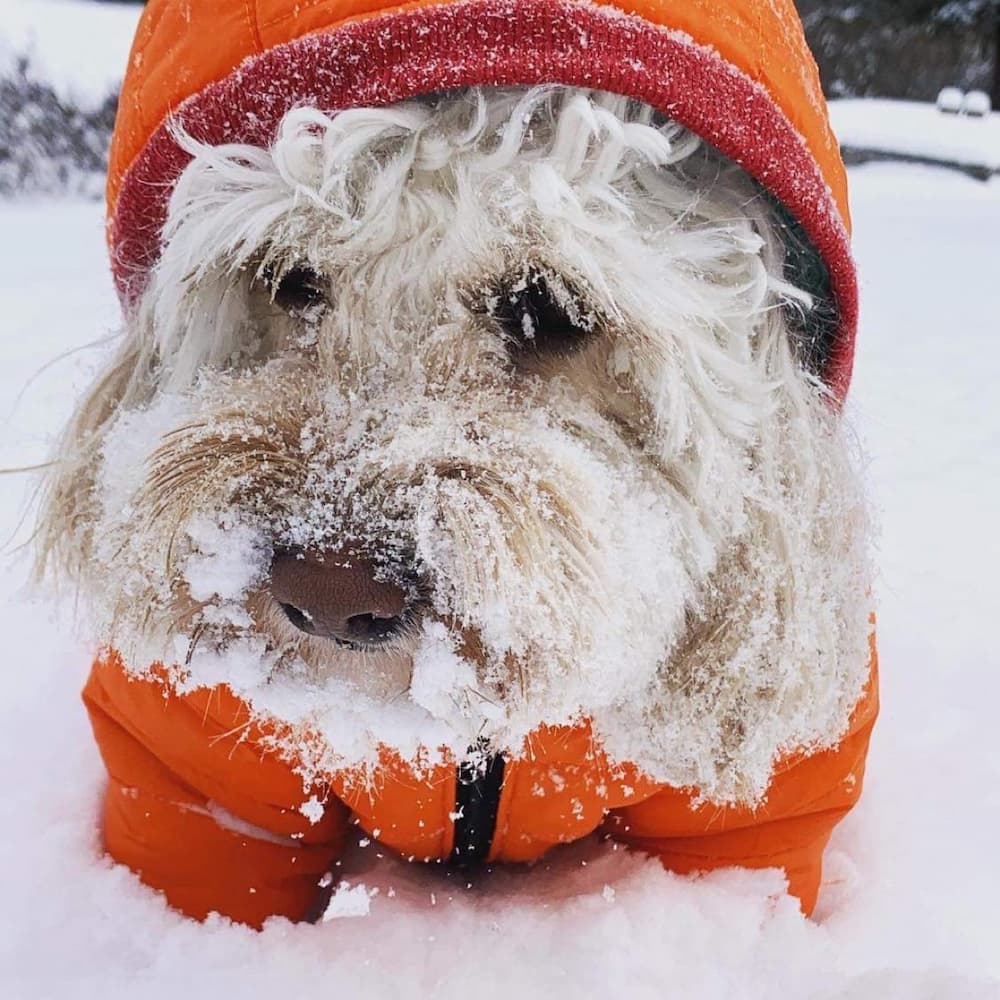 cockapoo is ready for outdoor fun