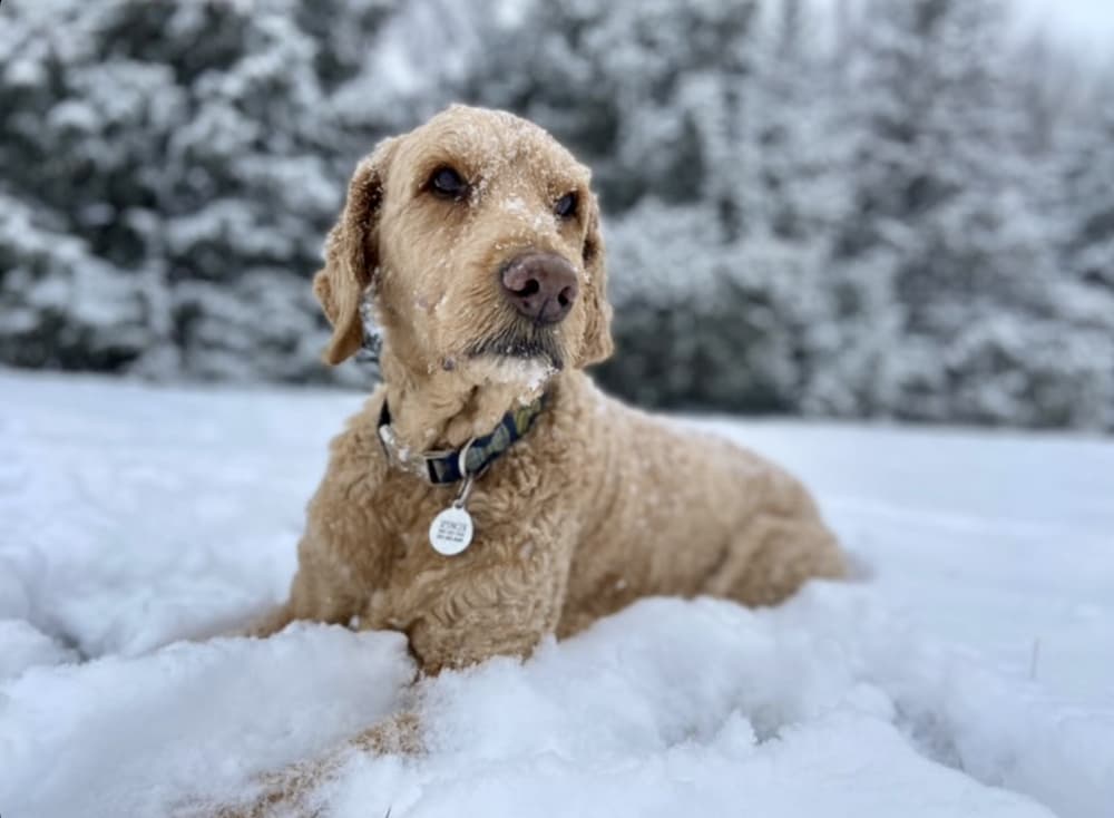 dog contemplates his winter day