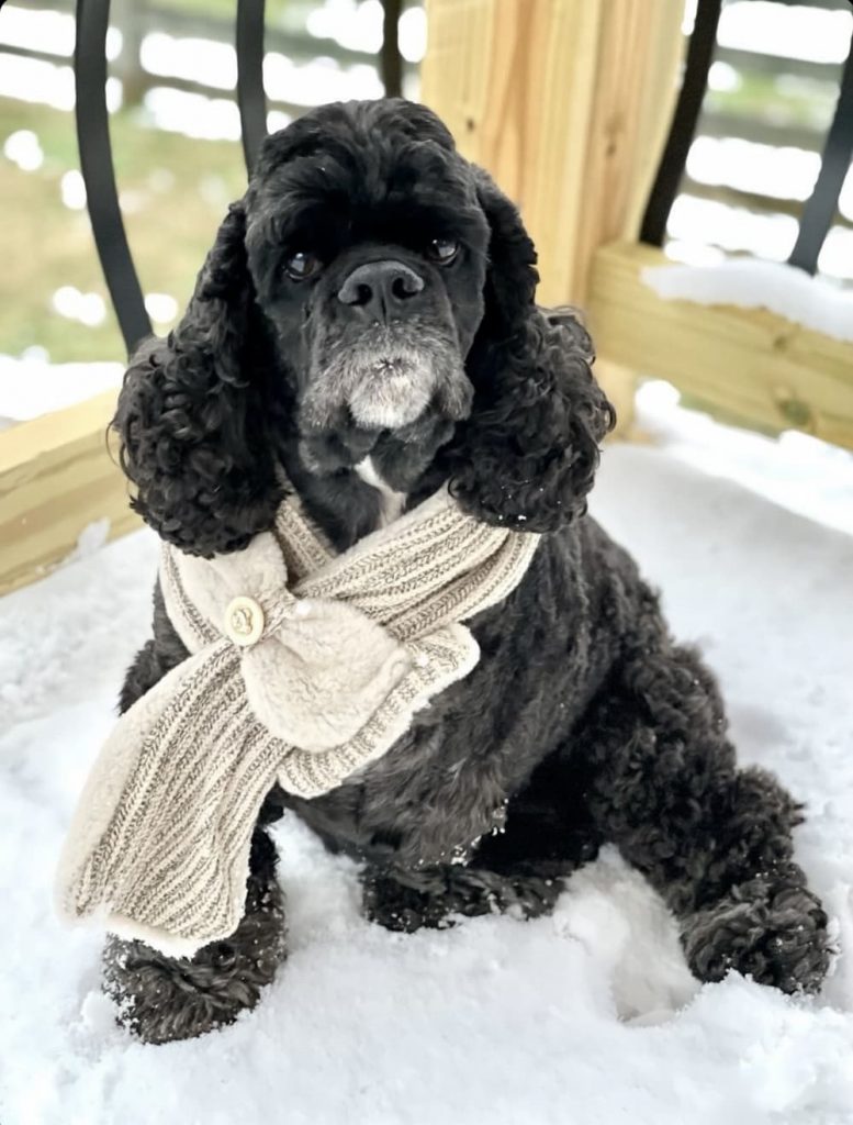 black dog in a white scarf