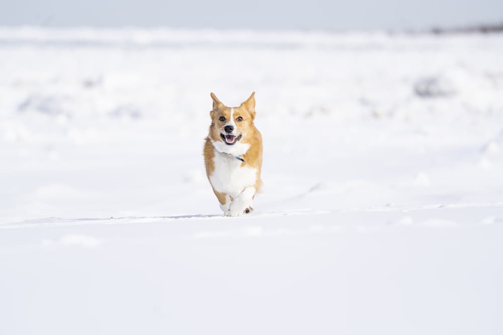 Corgi dog runs in snow