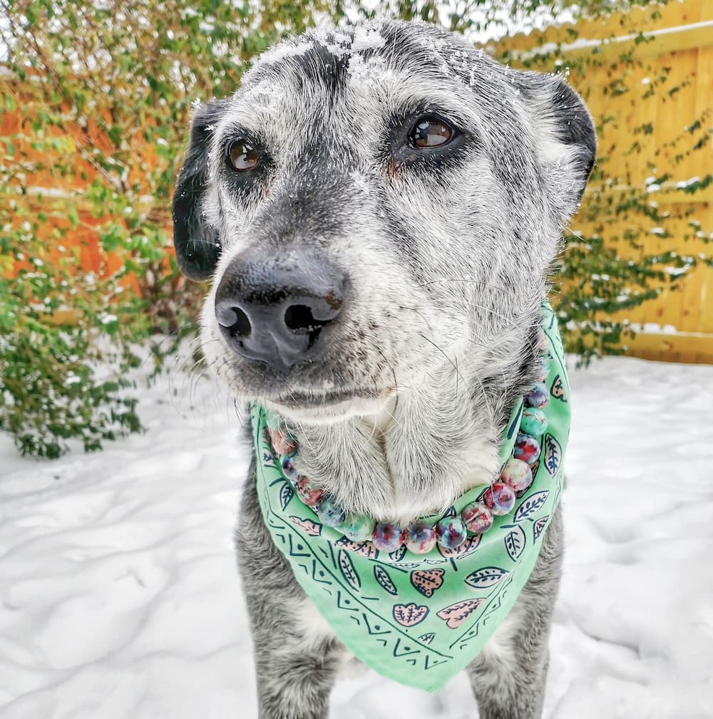 dog with bandanna in snow