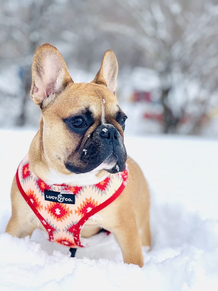 French bulldog in a harness