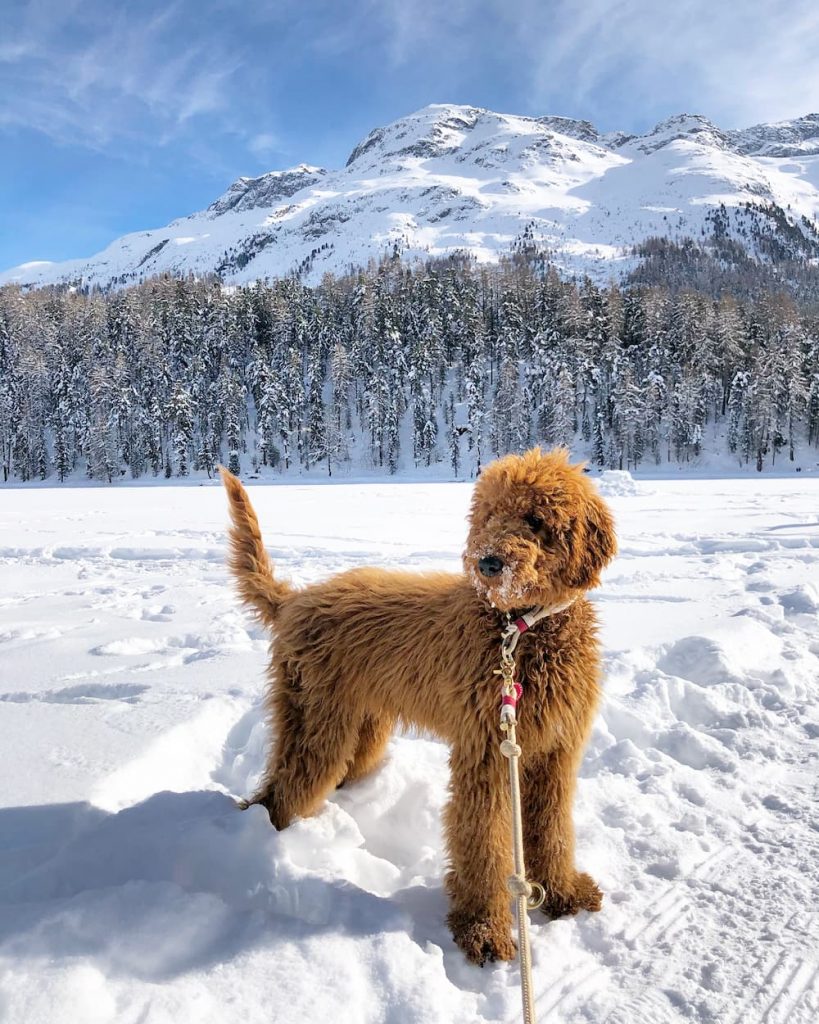 Labradoodle standing in snow