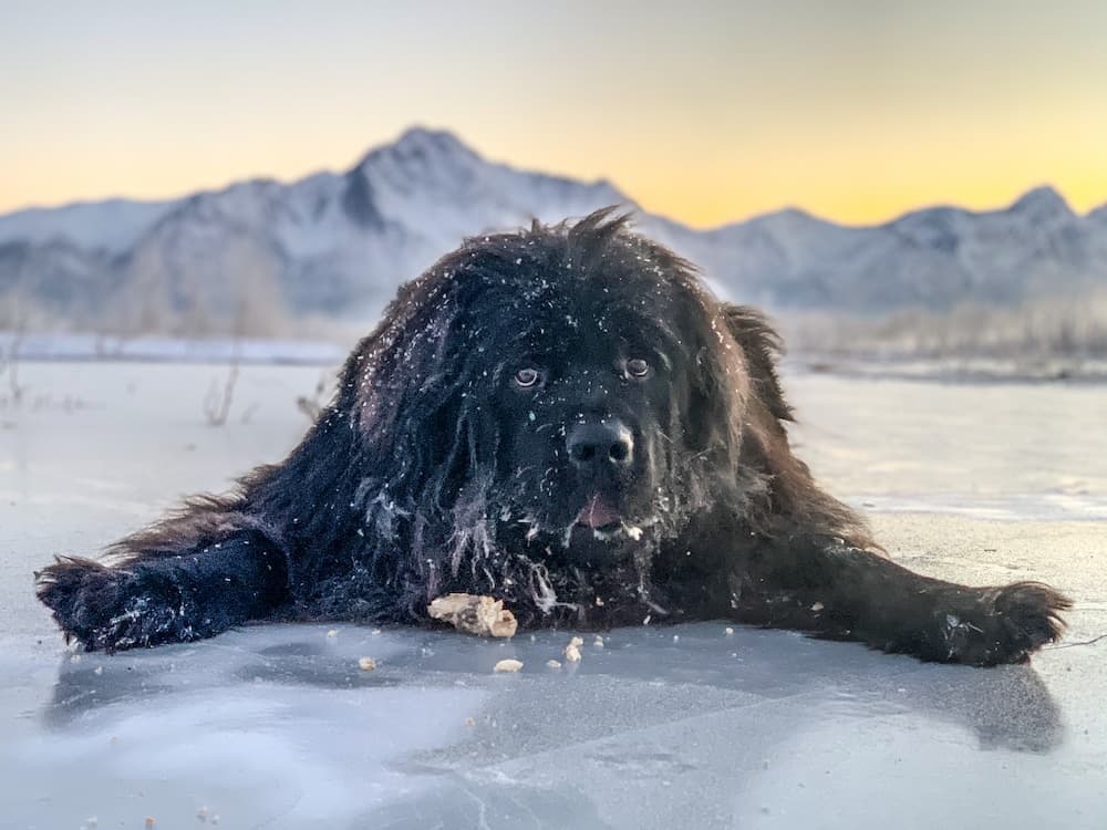 black dog laying on ice