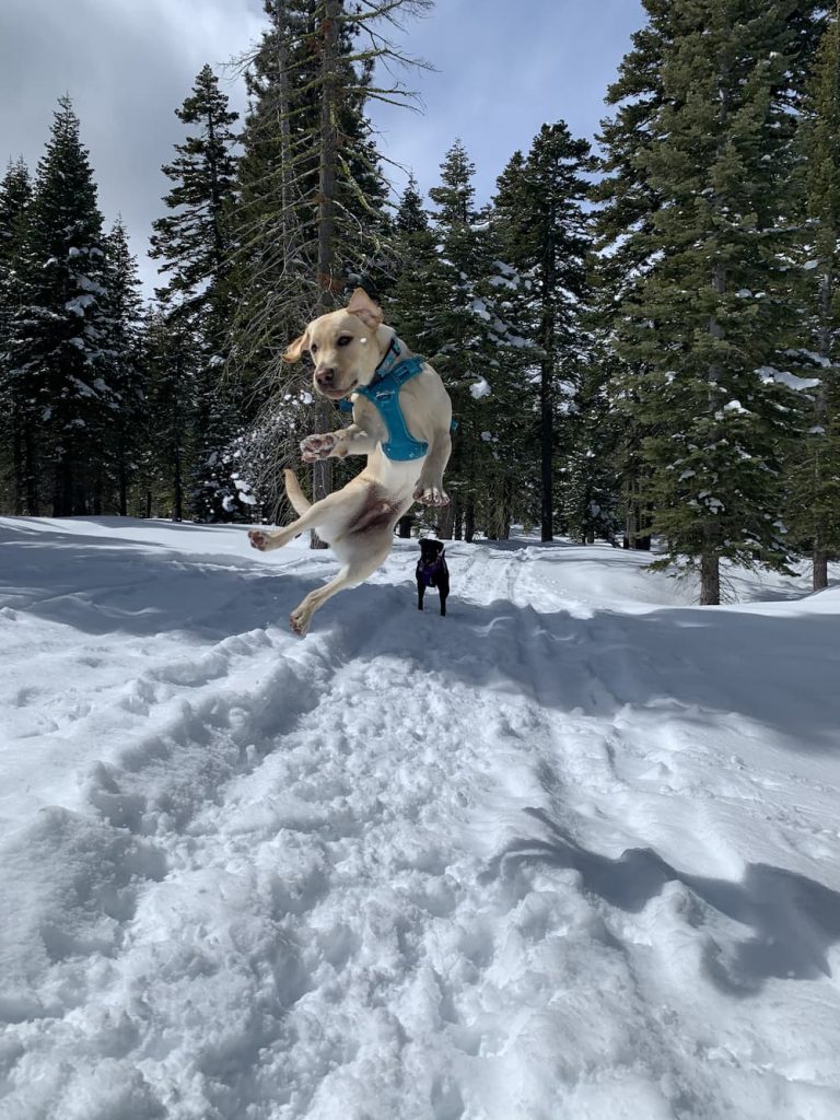 Labrador Retriever jumps in snow