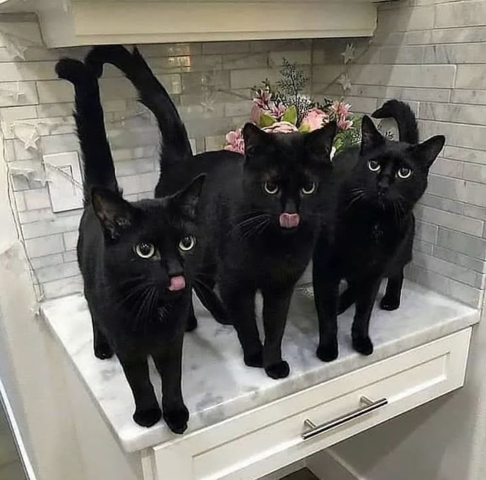 Badger.dot cats