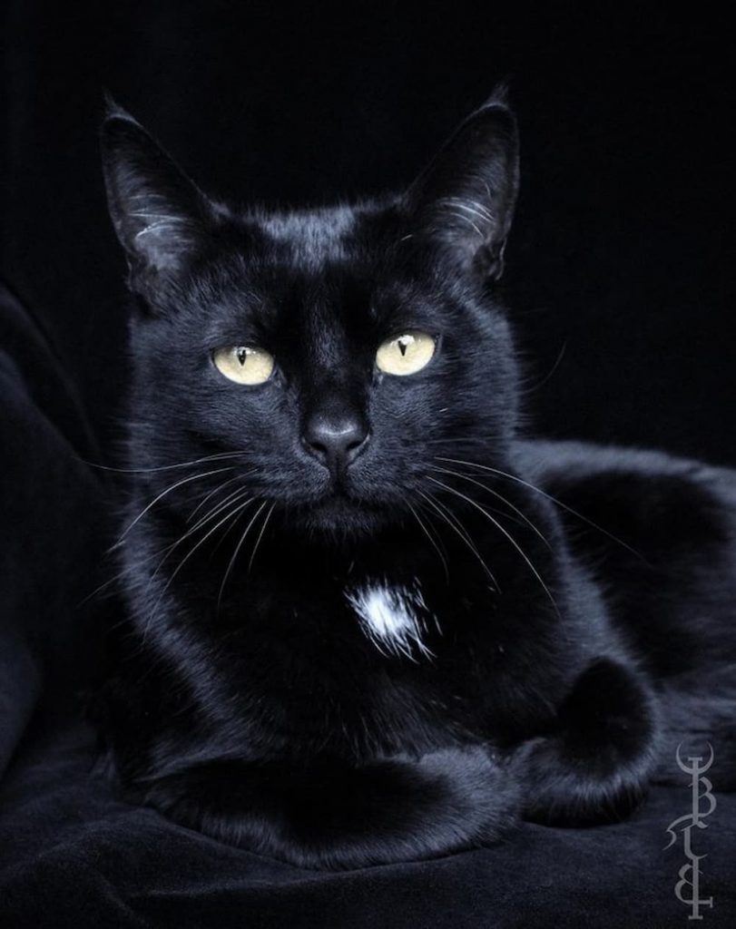 Black cat bone