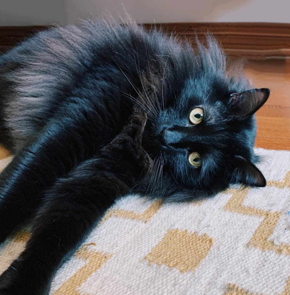 Fritz and his tantrums