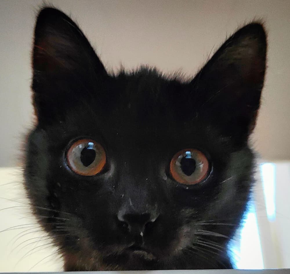 Gionni cat