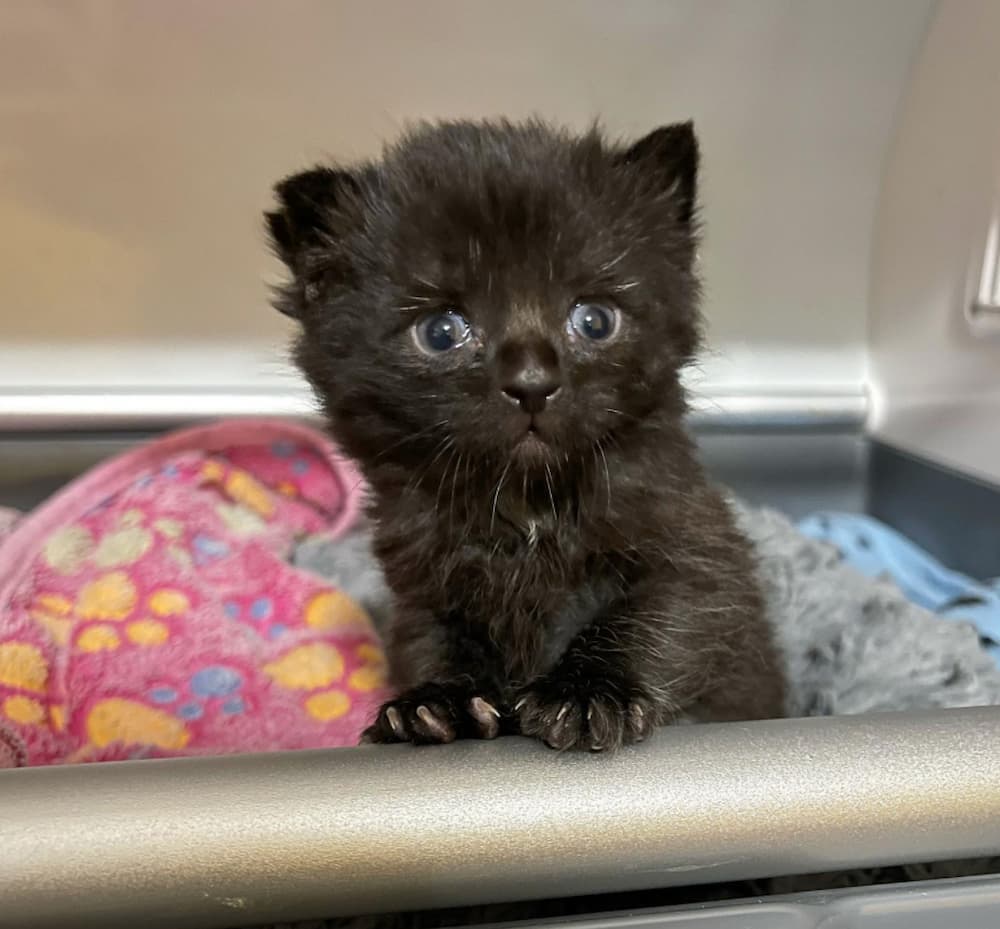 Kittenitwithkiki