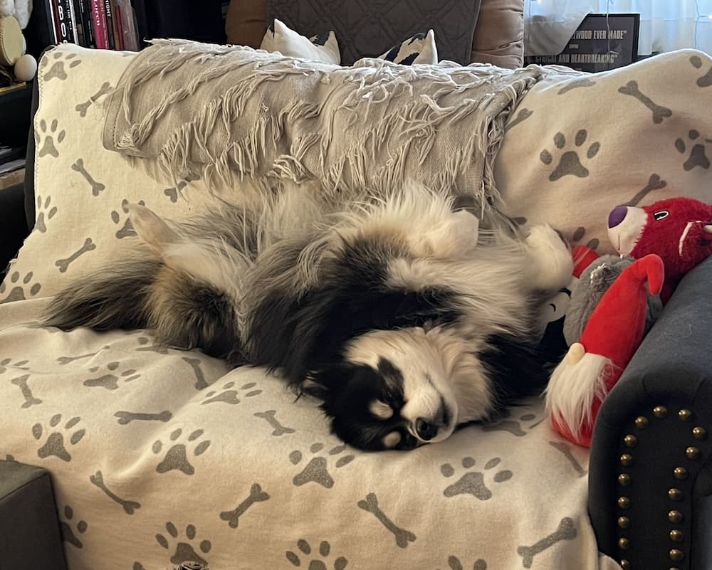 pomsky dog napping
