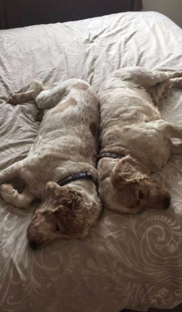 two english spaniels sleep