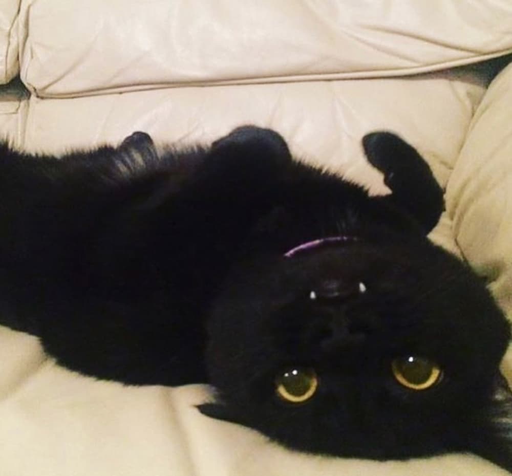 Batcat
