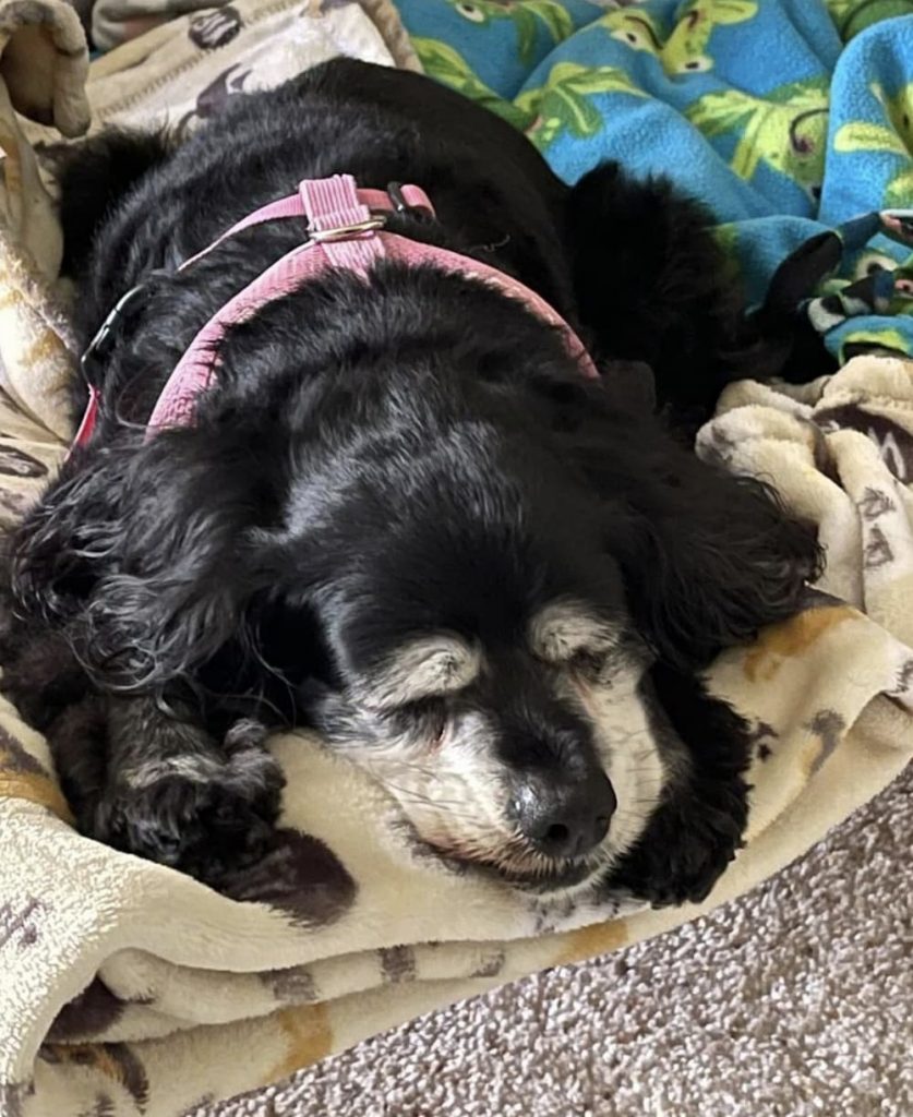 older adorable cocker sleeps