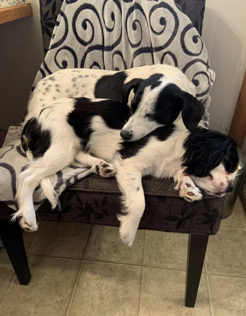 two dogs curled up napping
