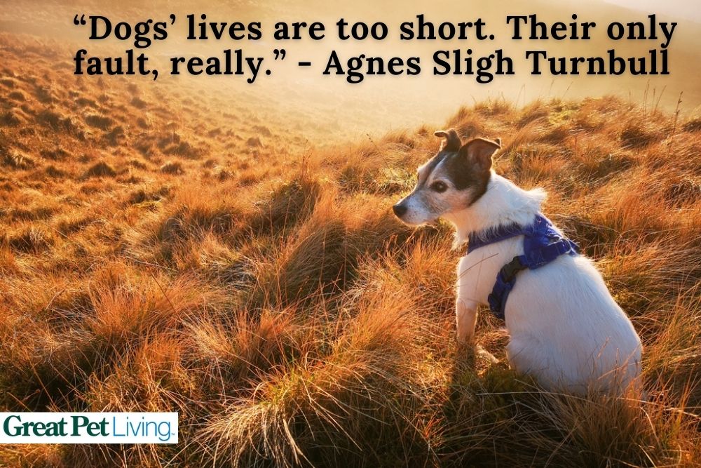 Dog loss quote postcard