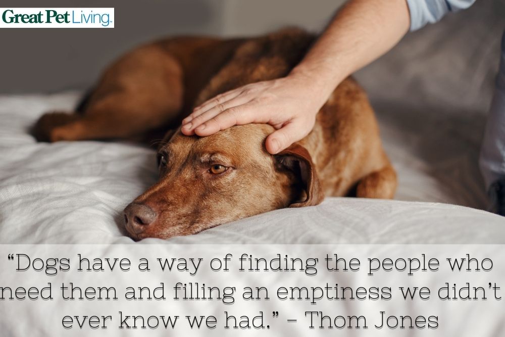 Dog memorial quote from Thom Jones