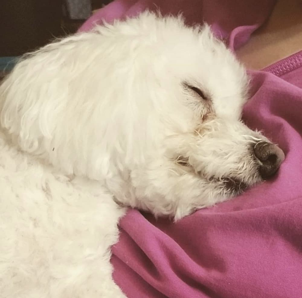 white dog nap