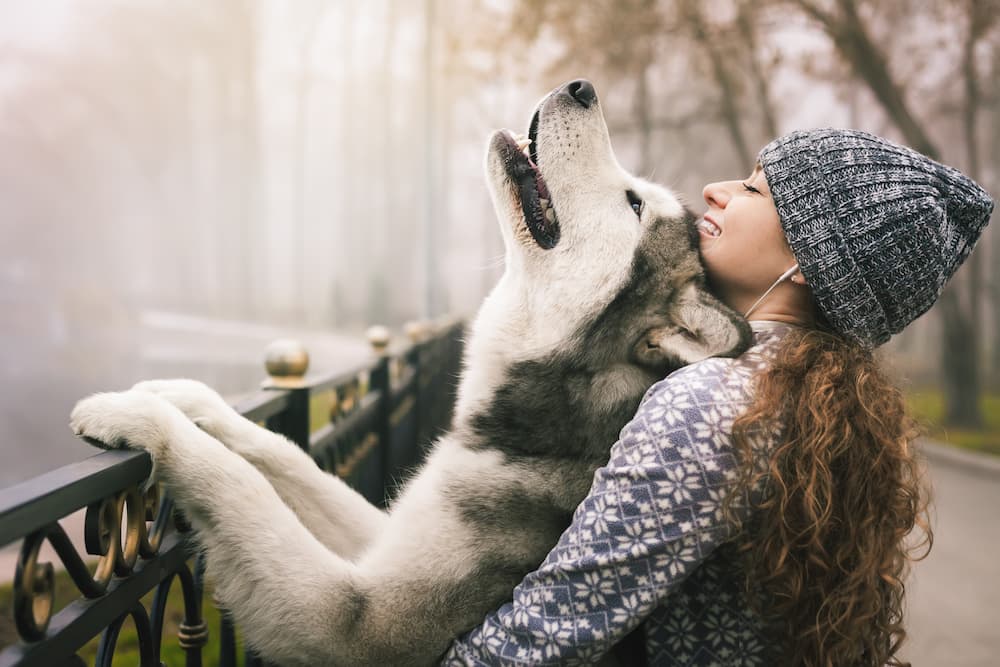 Husky dog with his dog mama