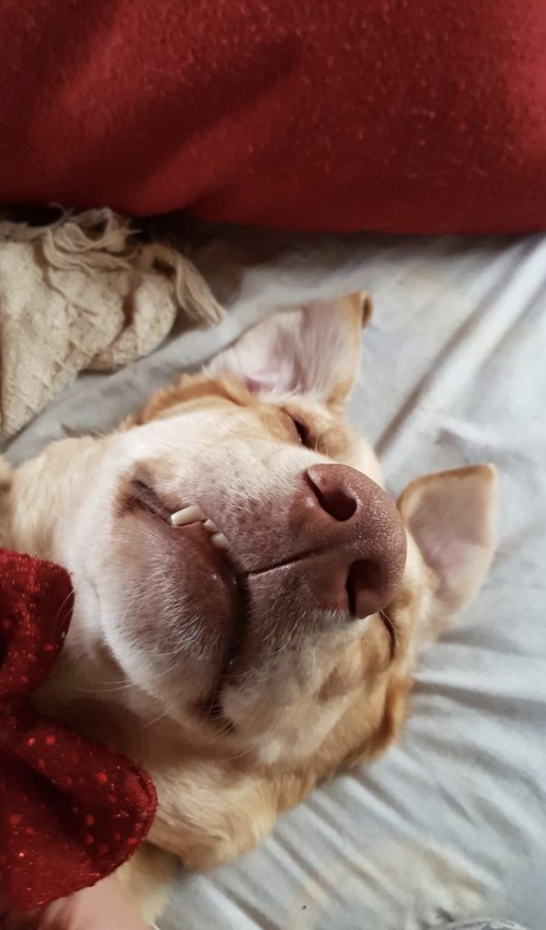 tooth dog looks cute
