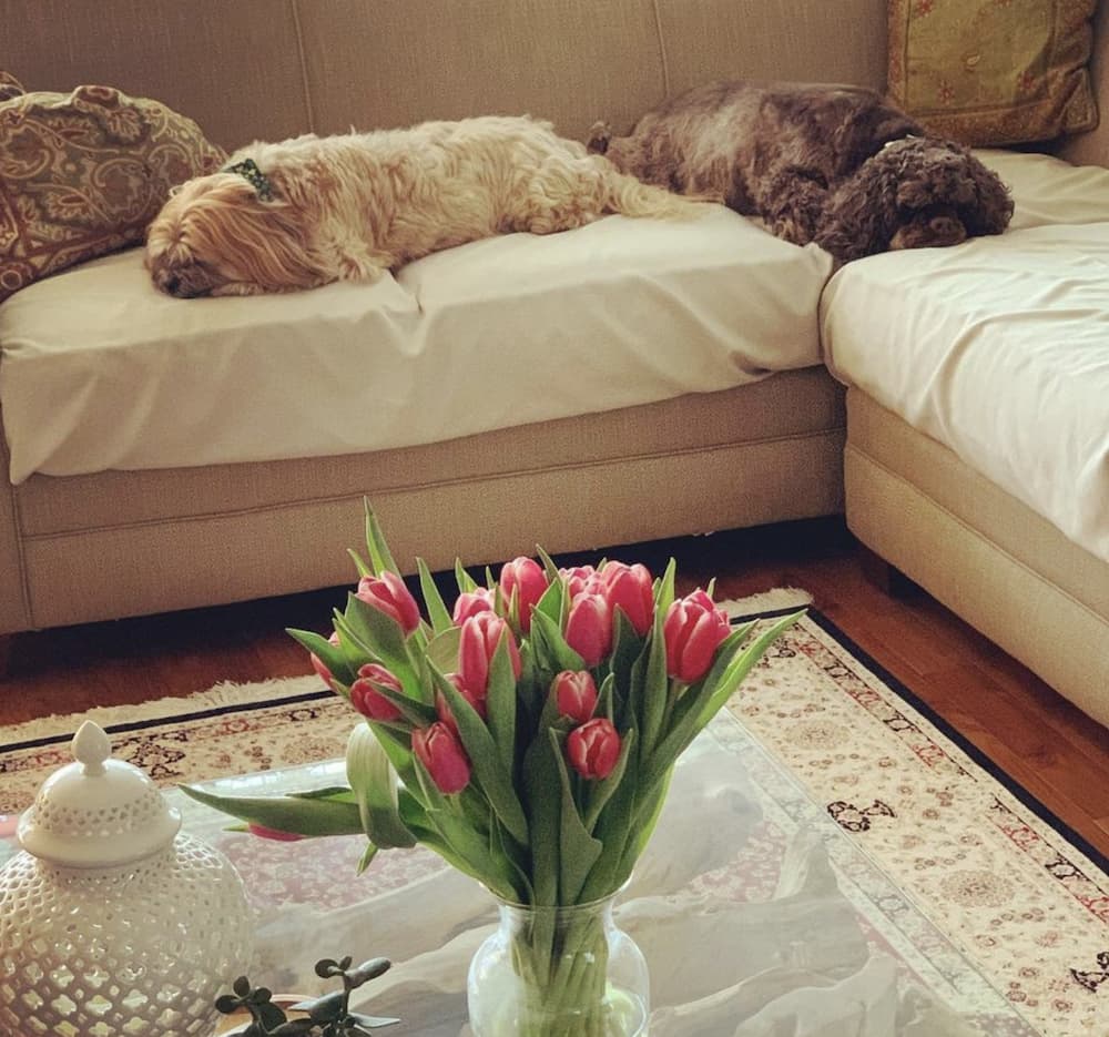 sleeps on the couch