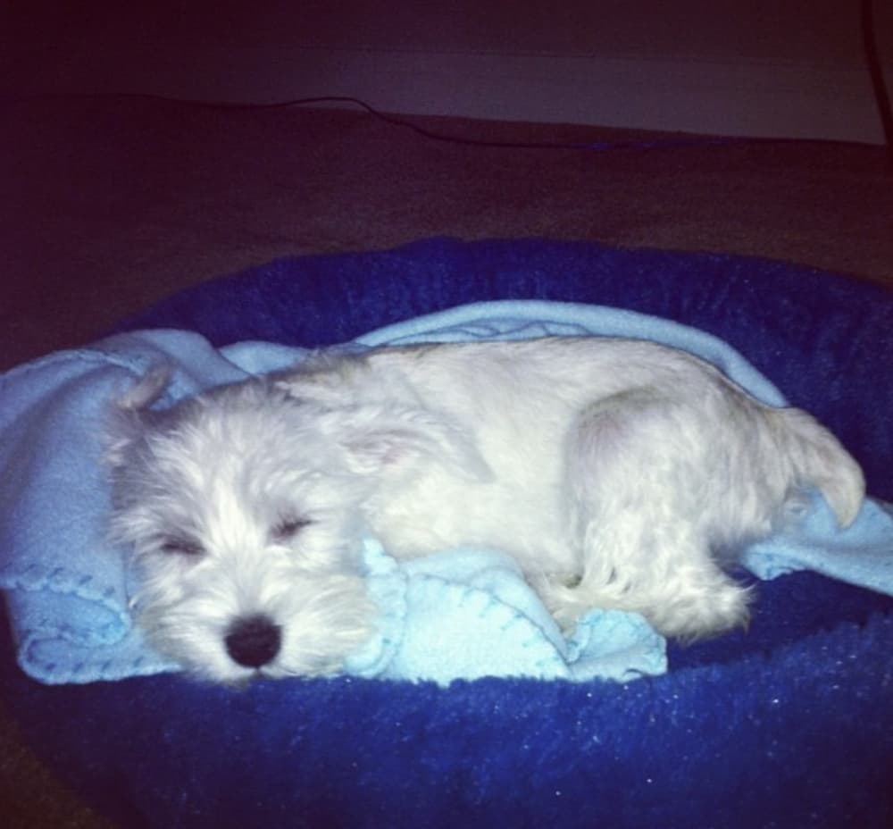 little white dog curled up