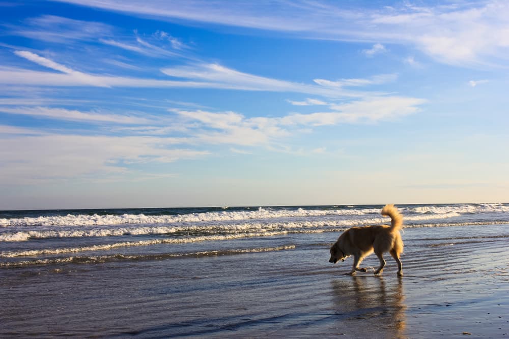 Beautiful dog walking on a big beach with blue sky