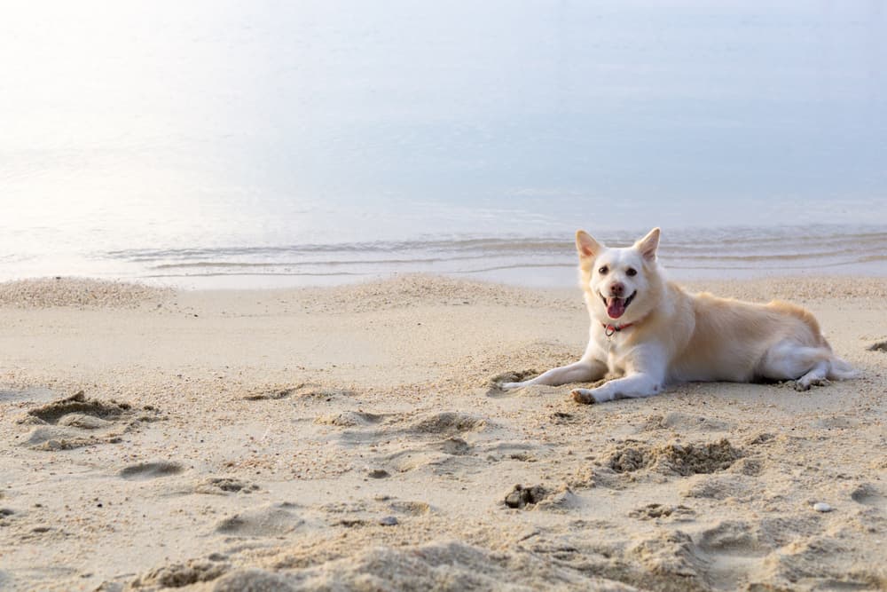 The Coolest Dog-Friendly Beaches Los Angeles Has to Offer
