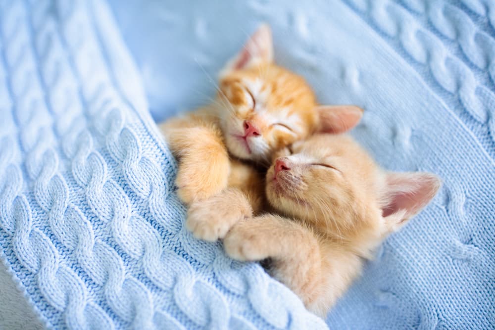 12 of the Best Cat Hug Videos of All Time