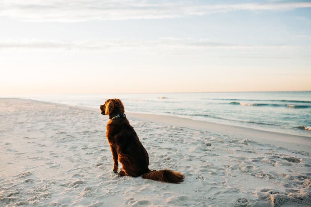 Happy dog sitting on the beach