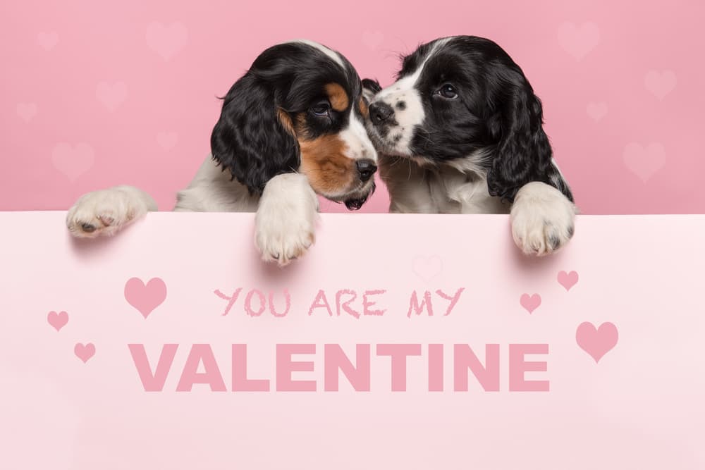 Two Spaniels ready for Valentine's Day