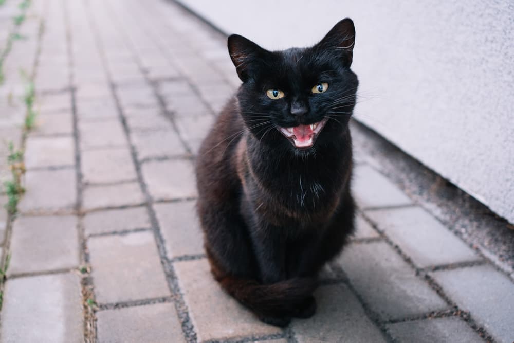 17 Incredible Black Cat Pictures