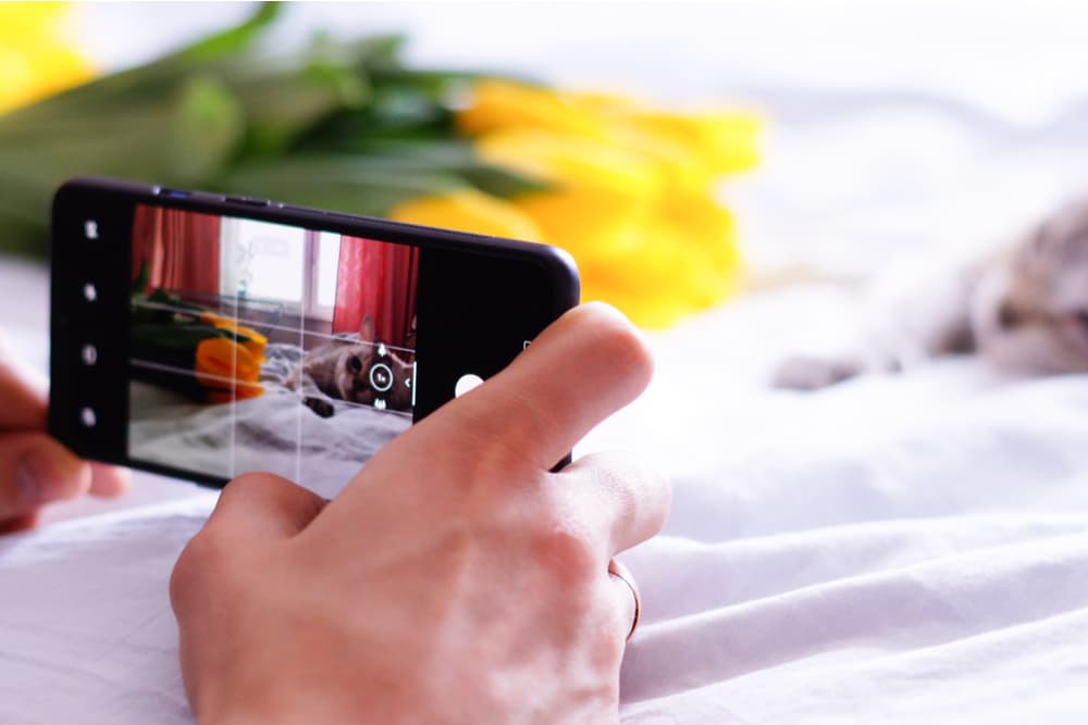 Taking photo of cat