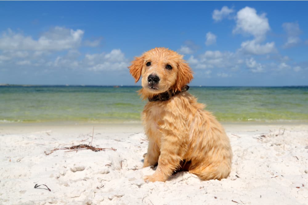 Dog at the beach in the sand