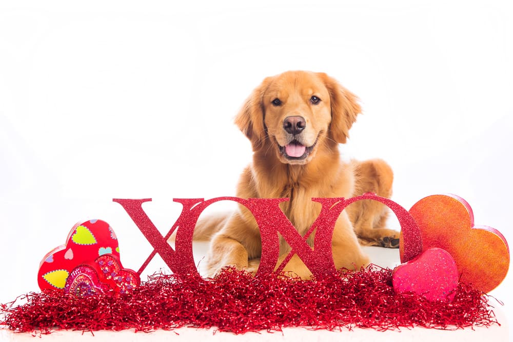 Adorable Golden Retriever for Valentine's Day