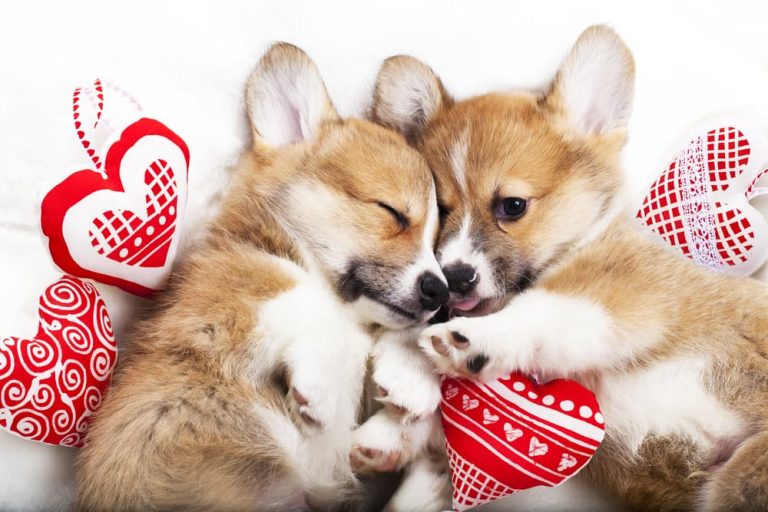 Two Corgi puppies cuddle with hearts