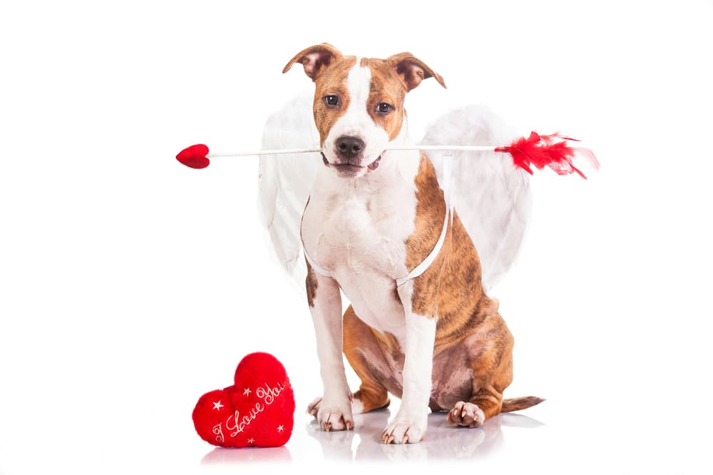 Dog dressed up as Cupid