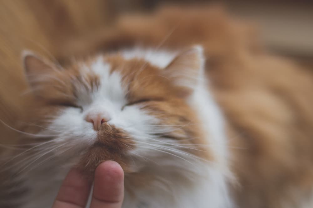 Cat showing affection