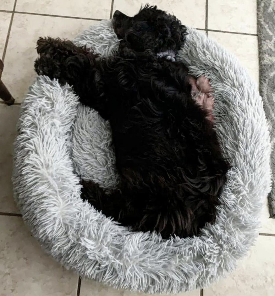 black dog sleeps on bed