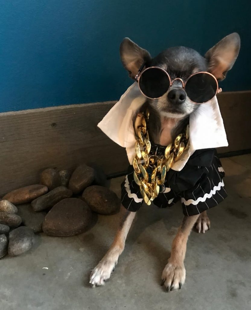 small dog photo
