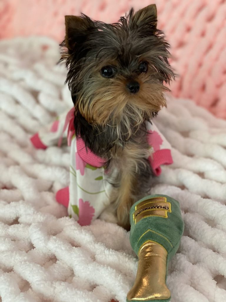 Yorkie looking sweet