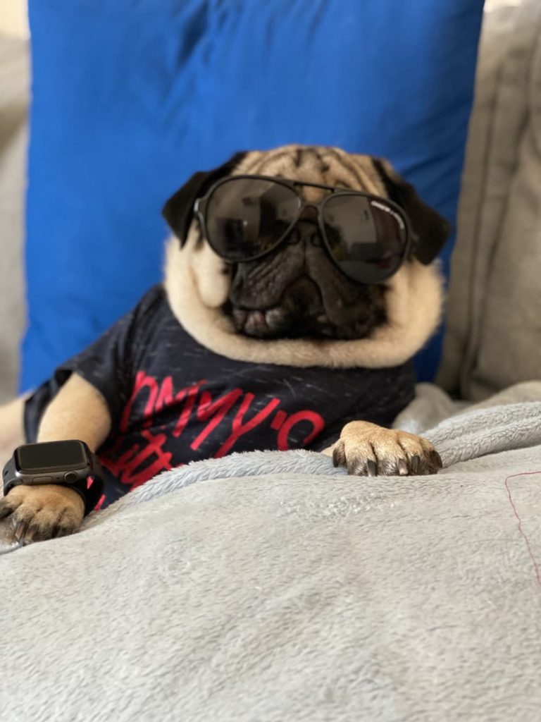 Cute small dog photo